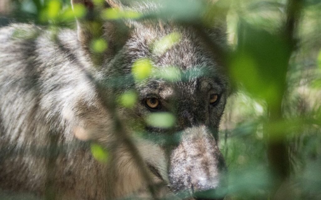 wolf in foliage