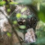 wolf in foliage