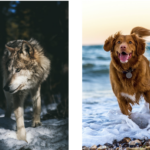 wolf and domestic dog