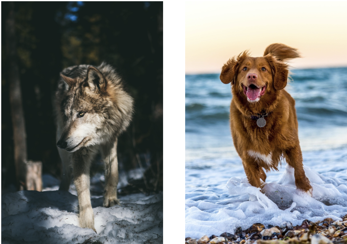 wolf and domestic dog