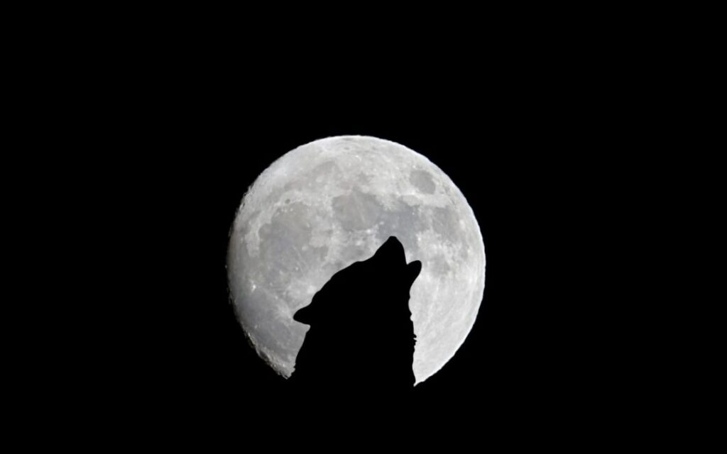 wolf howling silhouette in the moon