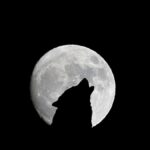 wolf howling silhouette in the moon