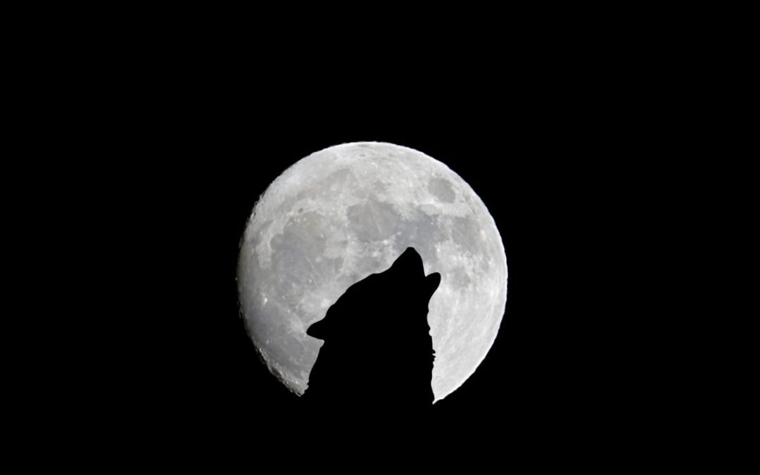 wolf howling silhouette in the moon