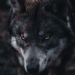 close-up of wolf
