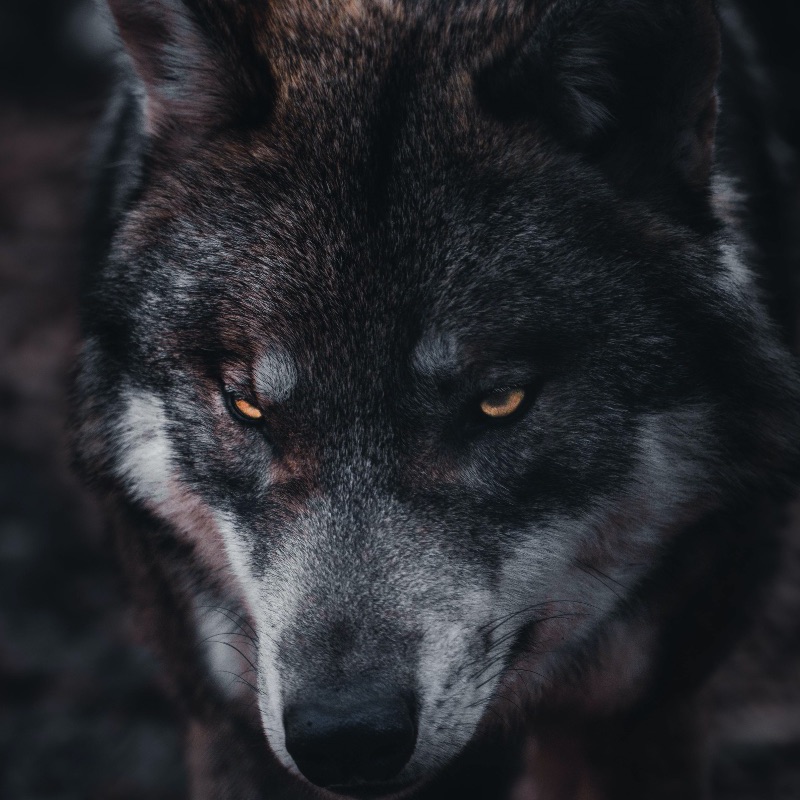 close-up of wolf