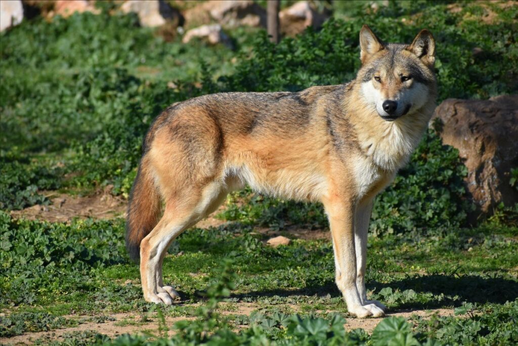 wolf looking to the distance