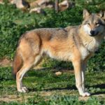 wolf looking to the distance