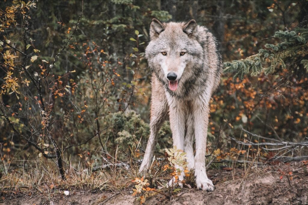 wolf looking into camera