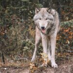 wolf looking into camera
