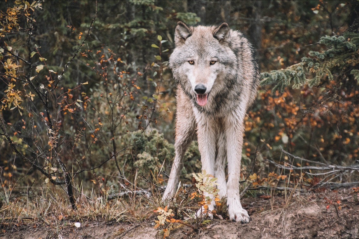 wolf looking into camera