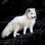 Arctic Fox In Nature. Fox Animal Wildlife In Winter.