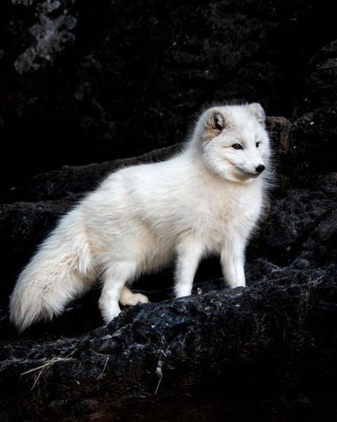 Arctic Fox In Nature. Fox Animal Wildlife In Winter.