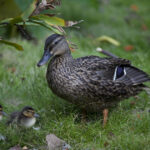Canines Can Help With Hawaiian Duck Conservation