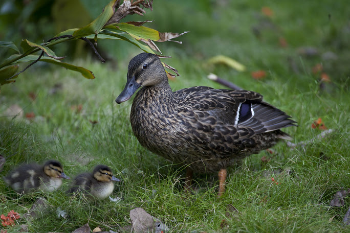 Canines Can Help With Hawaiian Duck Conservation