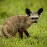 Bat-eared Fox
