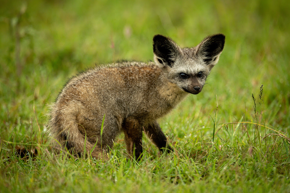 Bat-eared Fox
