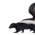 Misunderstood Mesos: The Striped Skunk!