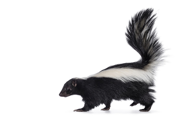 Misunderstood Mesos: The Striped Skunk!