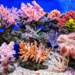Coral Reef Conservation Is Incredibly Important