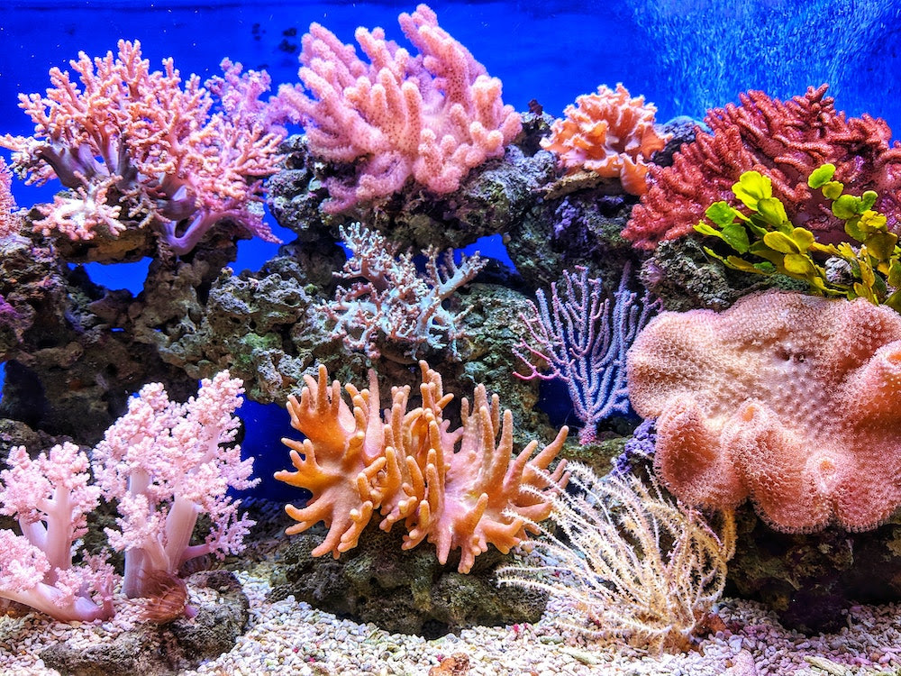 Coral Reef Conservation Is Incredibly Important