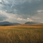 Grasslands Are Huge Sources of Biodiversity