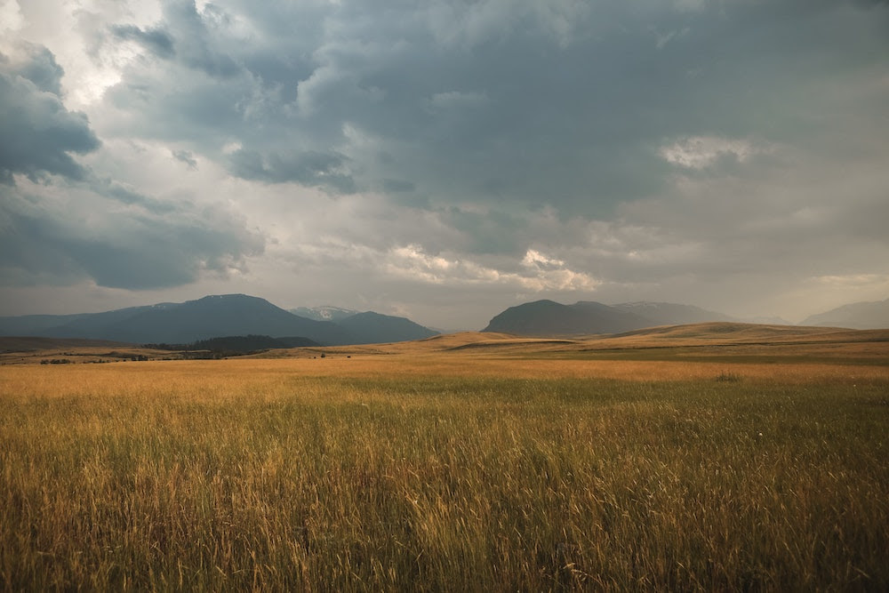 Grasslands Are Huge Sources of Biodiversity