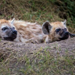 Spotted Hyenas Are Matriarchal
