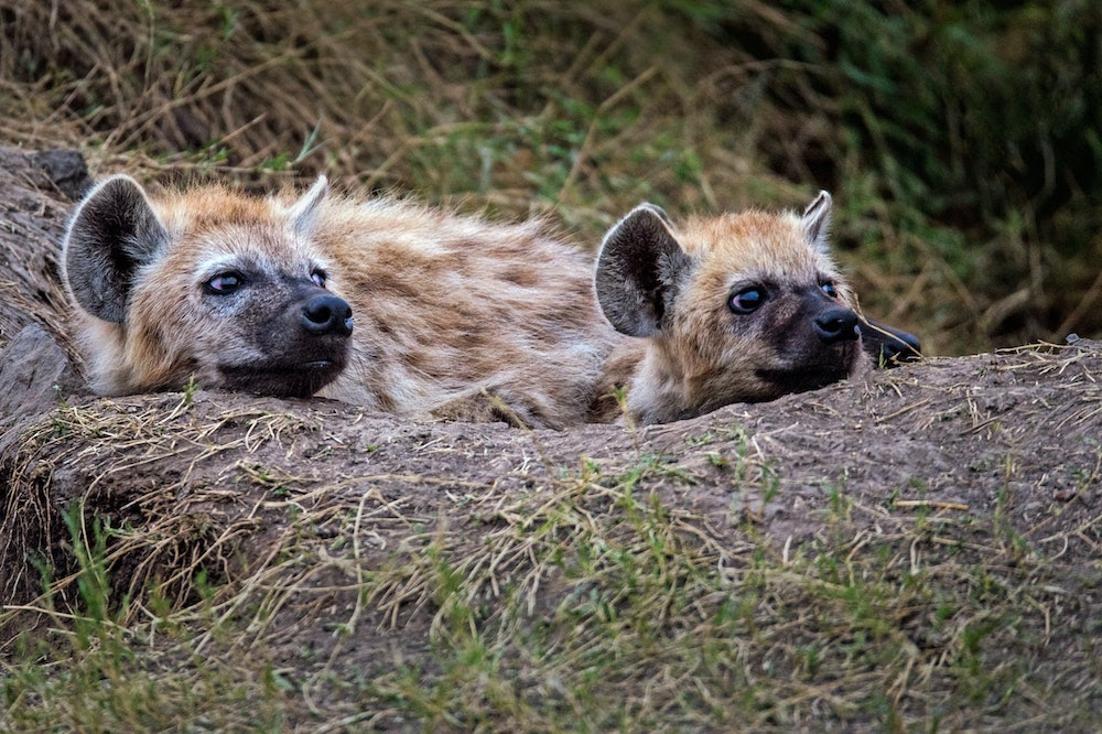 Spotted Hyenas Are Matriarchal