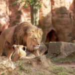 What's the Difference Between Captive and Wild Animals?