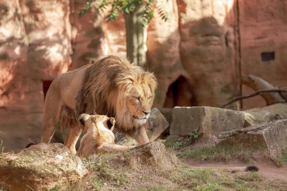 What's the Difference Between Captive and Wild Animals?