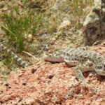 Dogs Are Able to Detect Blunt-Nosed Leopard Lizards