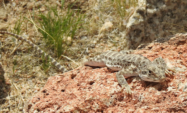 Dogs Are Able to Detect Blunt-Nosed Leopard Lizards