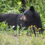 How to Peacefully Coexist With Bears