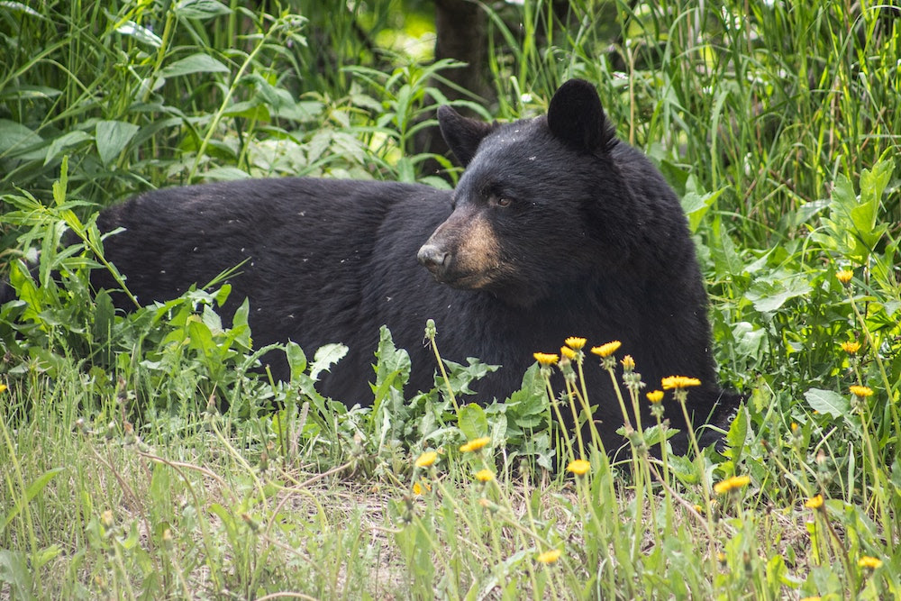 How to Peacefully Coexist With Bears