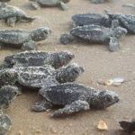 Dogs Can Help Identify Kemp's Ridley Sea Turtle Nests