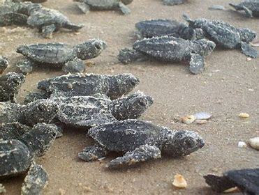 Dogs Can Help Identify Kemp's Ridley Sea Turtle Nests