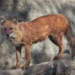 Dholes Are Agile Canids