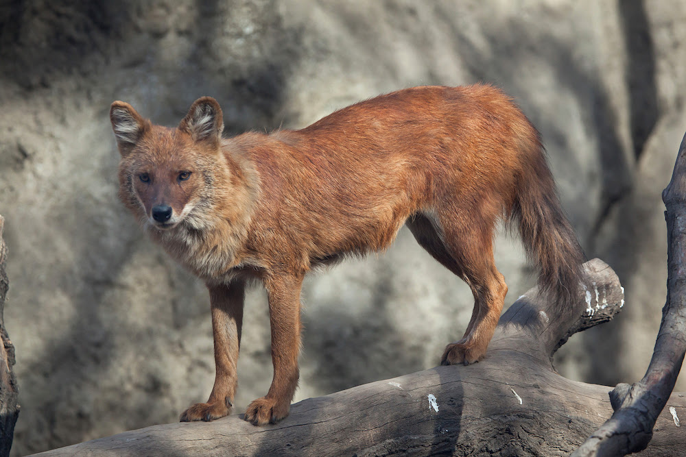 Dholes Are Agile Canids