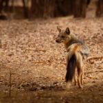 Side-Striped Jackals Are Found in Tropical Regions of Africa