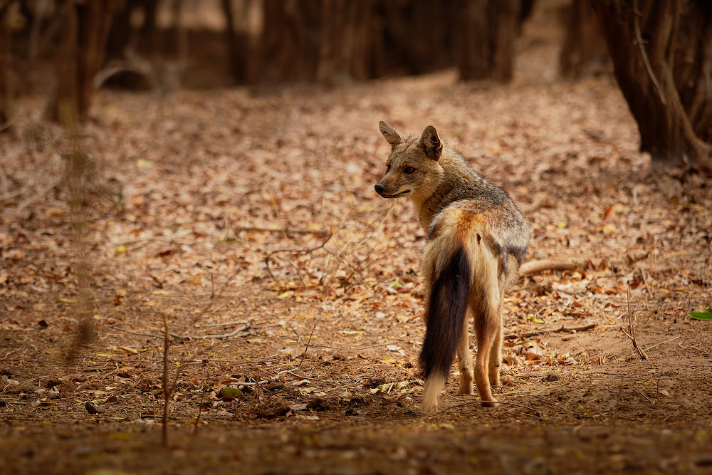 Side-Striped Jackals Are Found in Tropical Regions of Africa