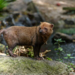 How Do Canines Help With Bush Dog Conservation?