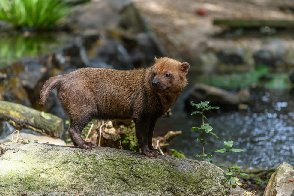 How Do Canines Help With Bush Dog Conservation?