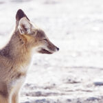 Check Out South American Gray Foxes!