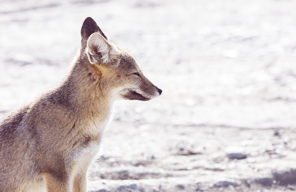 Check Out South American Gray Foxes!