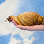 How Do Dogs Help With Hawaiian Snail Conservation?