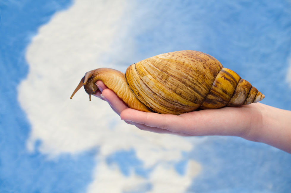 How Do Dogs Help With Hawaiian Snail Conservation?