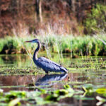 Why Are Wetlands Important?