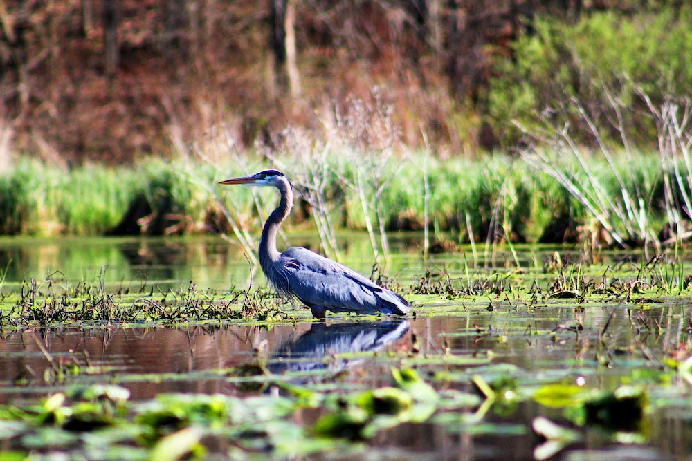 Why Are Wetlands Important?