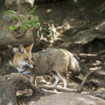 The Pampas Fox Will Play Dead When Startled