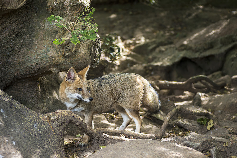 The Pampas Fox Will Play Dead When Startled